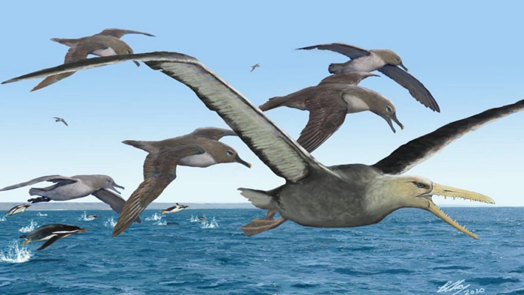 An artist’s depiction of ancient albatrosses harassing a pelagornithid — with its fearsome toothed beak — as penguins frolic in the oceans around Antarctica 50 million years ago | Image courtesy of Brian Choo, via https://news.berkeley.edu/