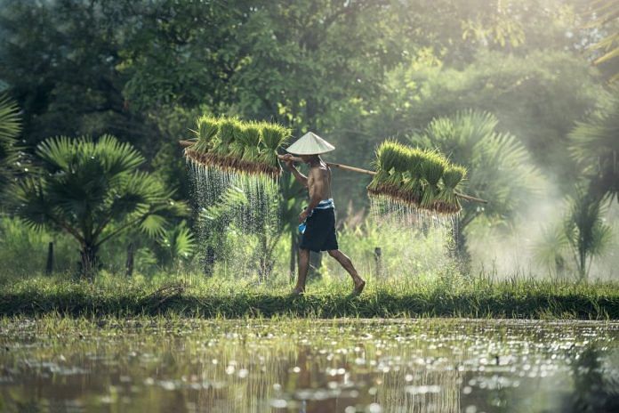 Representational image of a Chinese paddy farmer | Pexels