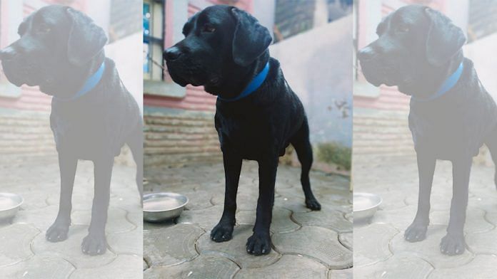 3-yr-old Coco or Tiger who is in the middle of an ownership dispute | By special arrangement