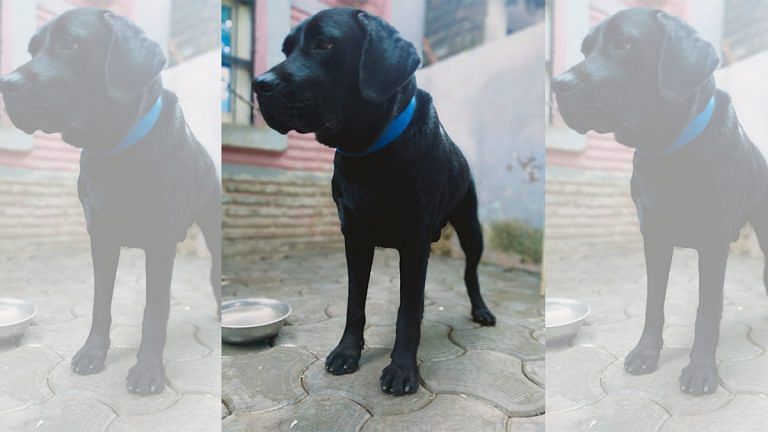 Tiger or Coco? Labrador caught in ownership dispute in MP, ‘owners’ await DNA results
