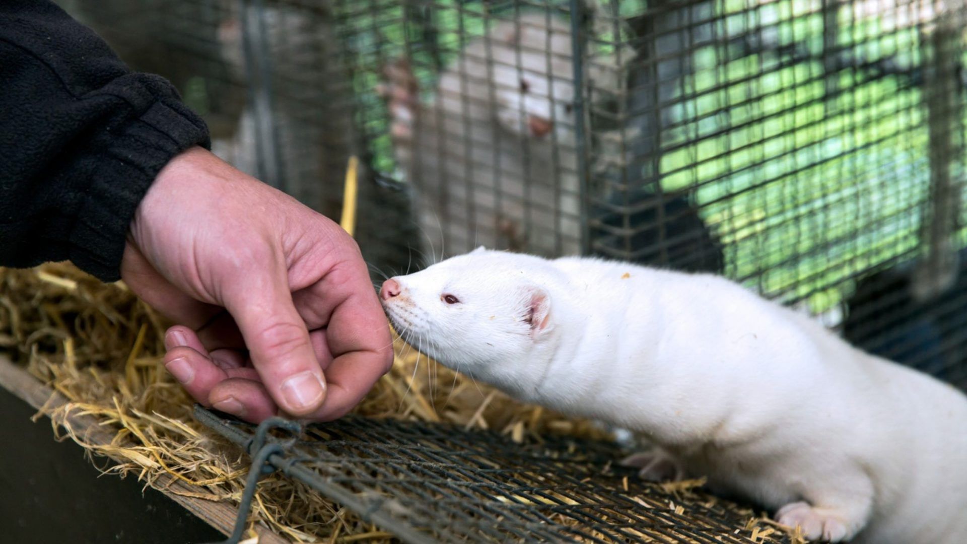 Why Covid explosion in Denmark's mink is a danger sign for vaccines