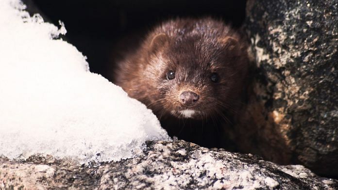 Representational image of a mink | Pixabay