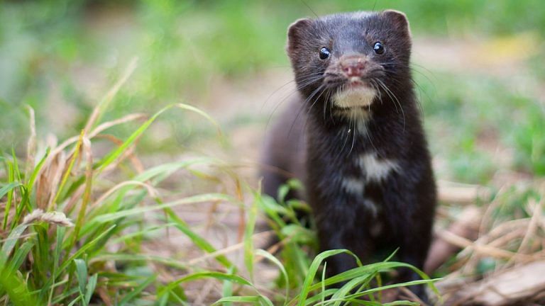 Denmark PM faces political resistance after she says govt plans to cull mink population