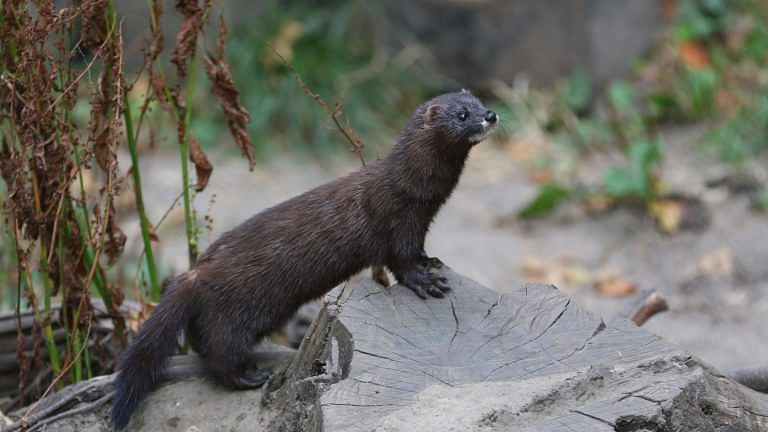 Culled minks with Covid mutation resurface after burial in Denmark, spark infection fears