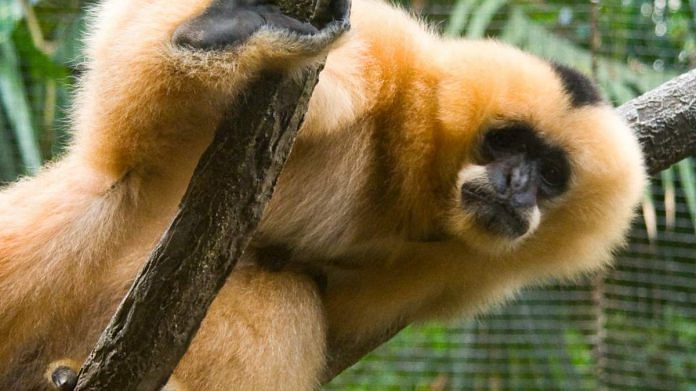 The Hainan gibbon | Commons