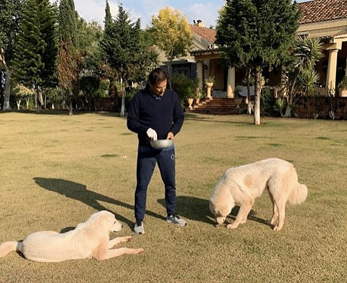 Imran Khan with 'Sheru' and 'Tiger', December 2020| Instagram/imrankhan.pti/