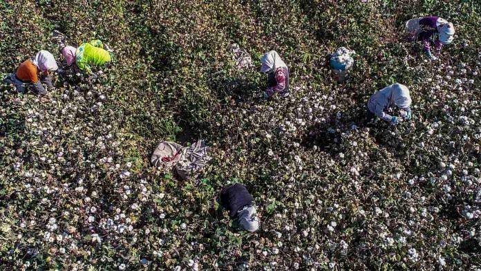 Farmers picking cotton in a field in Hami in China's northwestern Xinjiang region, 2018 | Source: STR/AFP/Getty Images via Bloomberg
