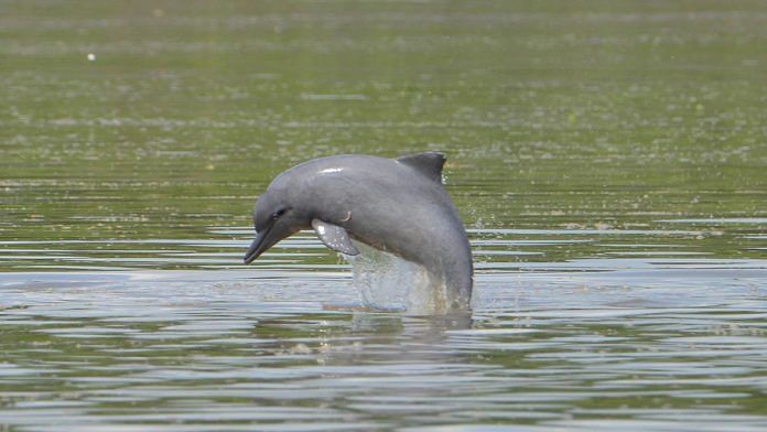 Tucuxi, a species of freshwater dolphin, has been marked as 'Threatened' in the updated Red List | IUCN
