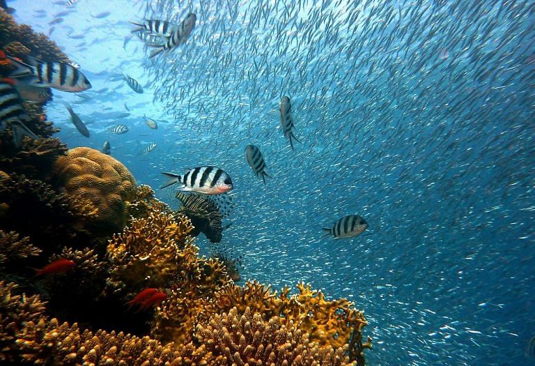 Coral reefs are rainforests of the sea. 44 countries of the world are ready to save them