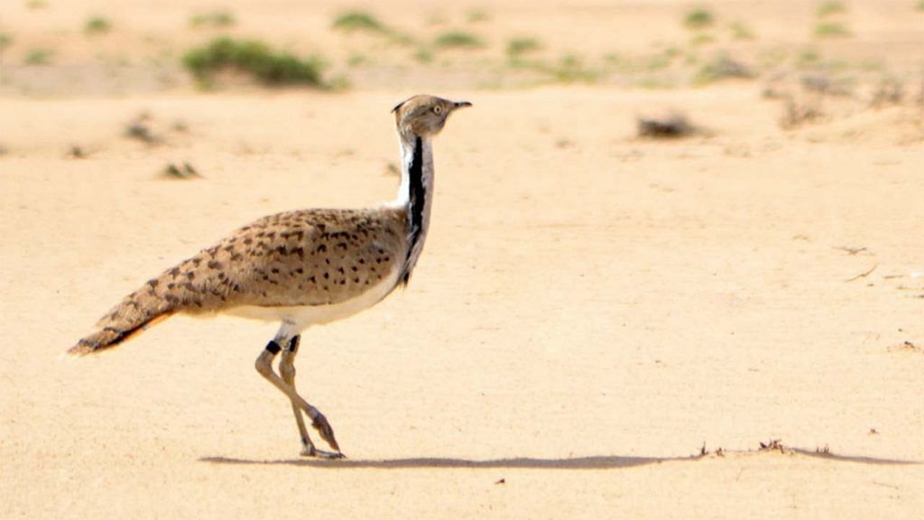 Houbara bustards is a rare, vulnerable species | YouTube
