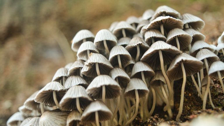 Your next home could be built with mushrooms, orange peels, cocoa husks and other food waste