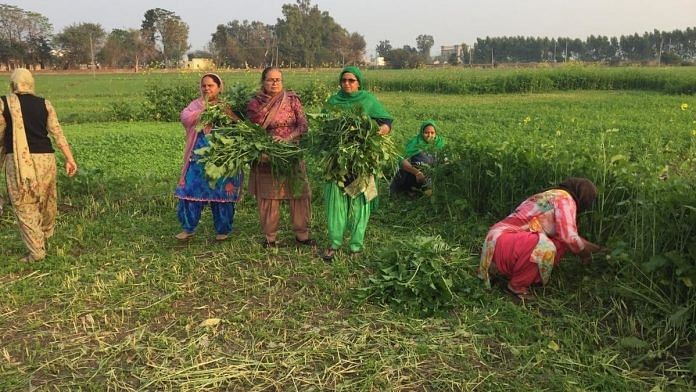 Women and neighbours in Punjab's Daud Kalan step in to fulfill the role of farmers who are out protesting. | Photo: Samyak Pandey/ThePrint