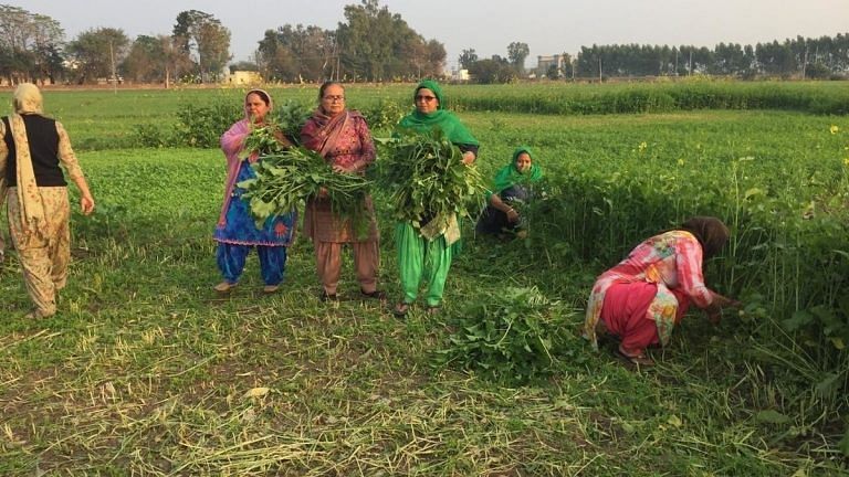 Wedding planning, feeding buffaloes, farm work — neighbours step in as Punjab farmers protest