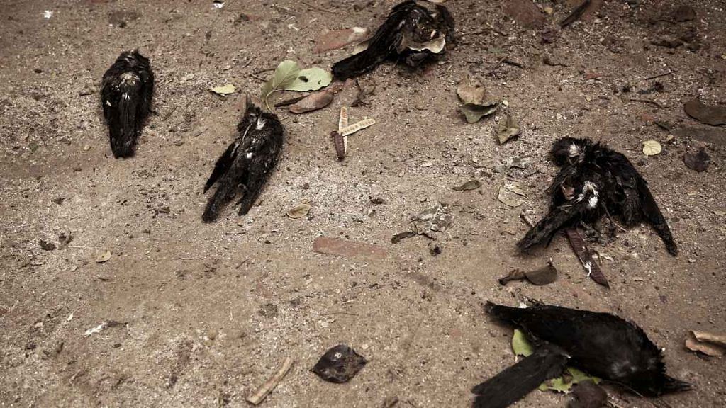 A cluster of dead crows in Delhi's Mayur Vihar Phase 3, which are suspected to have succumbed to bird flu | Photo: ANI