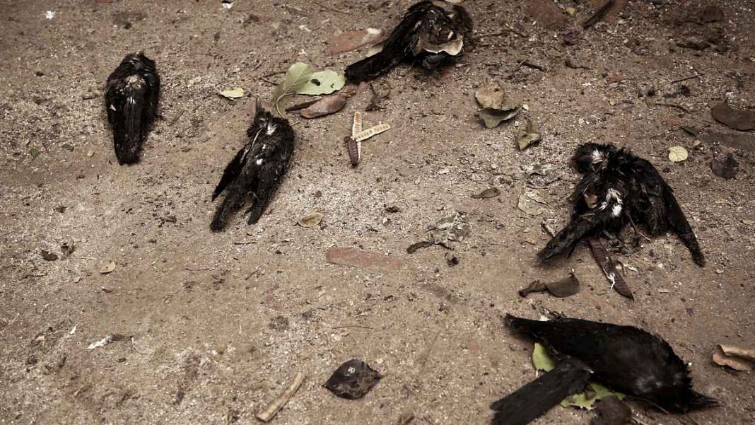 Bird Flu Fear In Delhi After Over 50 Crows Are Found Dead In Mayur Vihar Dwarka Uttam Nagar 