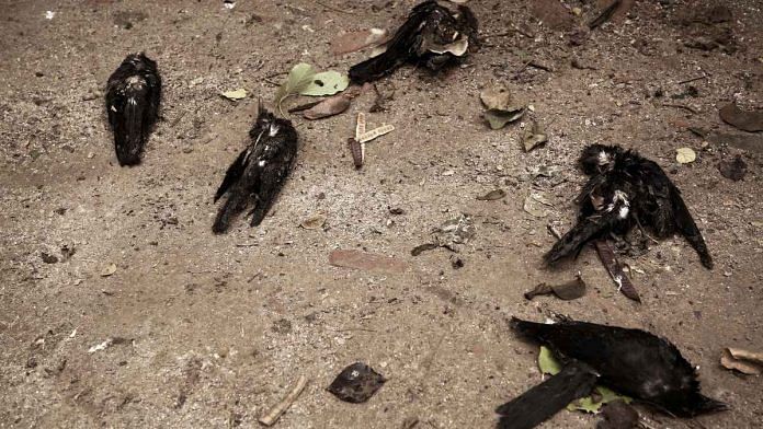 Bird flu fear in Delhi after over 50 crows are found dead in Mayur Vihar, Dwarka, Uttam Nagar