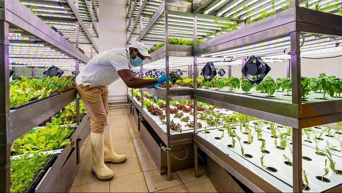 A migrant worker tends to plants growing under LED lighting inside an indoor hydroponic farm operated by Green Container Advanced Farming LLC (GCAF) in a Carrefour SA grocery store in Dubai, United Arab Emirates, on Monday, Nov. 9, 2020. | Bloomberg