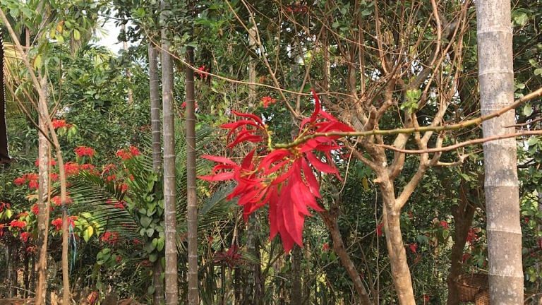 The forbidden forest in Meghalaya where you can’t touch a flower or tree