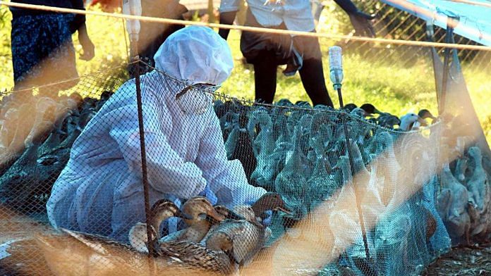 A veterinary official treats ducks in view of the Bird Flu outbreak in Kochi, Kerala on 5 January 2020 | ANI