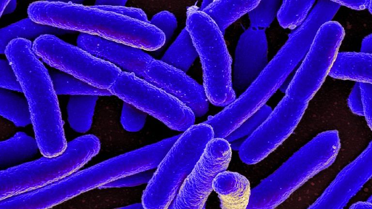 Nature wants you dead every time you breathe a cocktail of pathogens. Yet you don’t fall sick