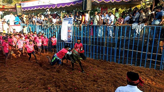 People take part in the annual bull taming sport Jallikattu in Madurai in January 2020 | ANI