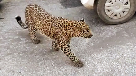 A leopard in a residential area | Representational image | ANI Photo