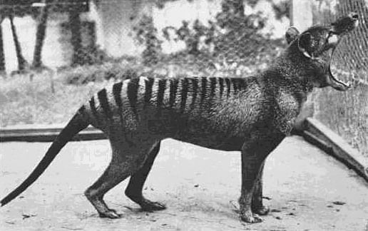 The last known thylacine photographed at Beaumaris Zoo | Wikimedia commons