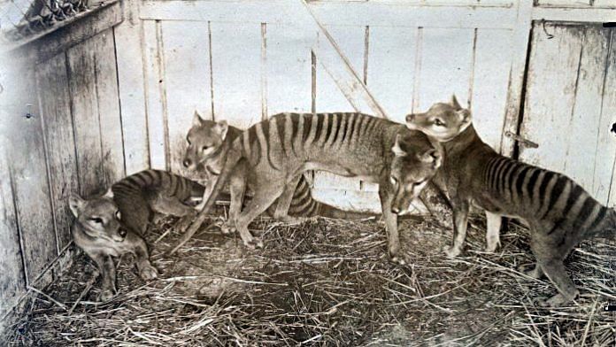 A thylacine family at the Beaumaris Zoo in Hobart, in 1910 | Wikimedia commons