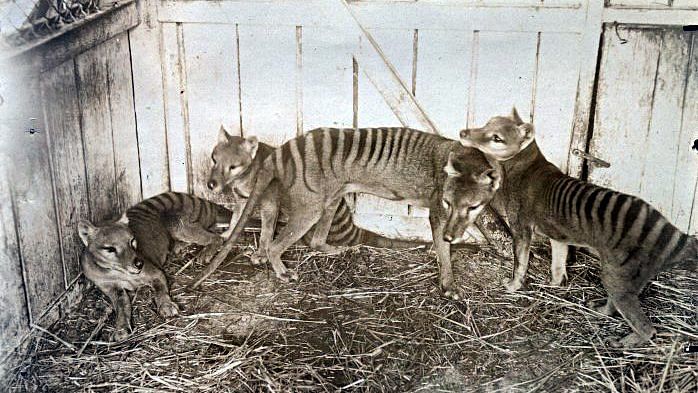 Dog-like predator with kangaroo pouch, believed extinct since 1930s,  possibly lived till 2000s