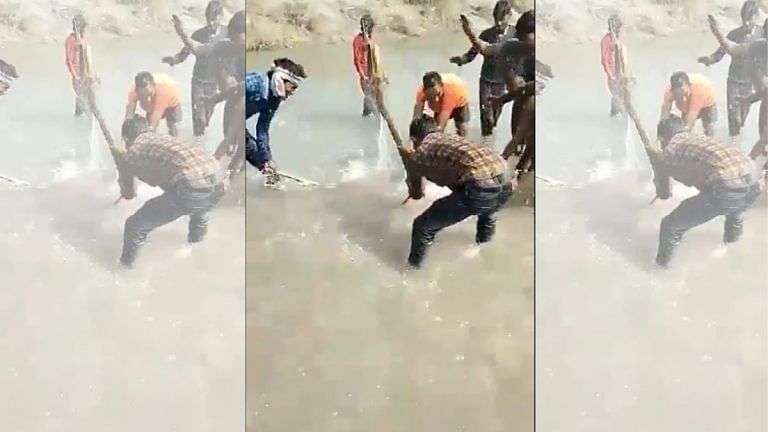 Before desi cow exam, Indians should study how to not kill dolphins and elephants for fun