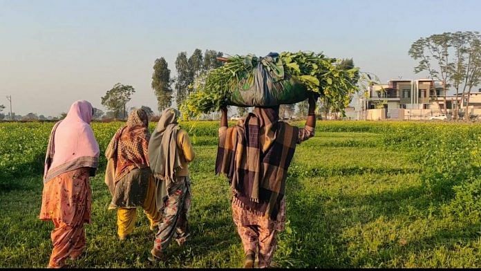 Representational image of women farmers in Patiala | Photo: Urjita Bhardwaj | ThePrint