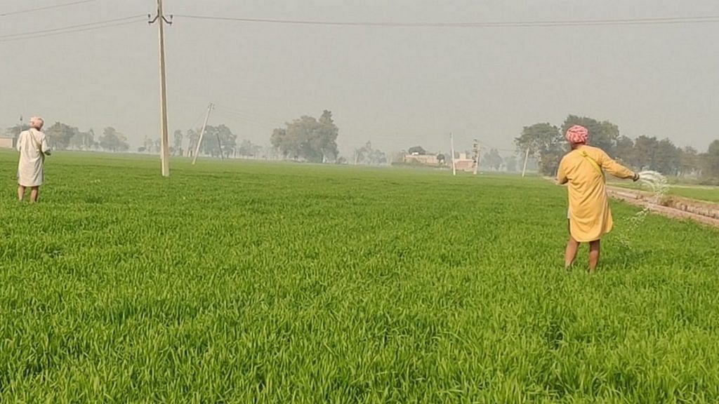 Farmers spray chemicals in their fields in Moga, Punjab | Photo: Urjita Bhardwaj | ThePrint