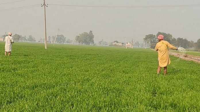 MSP, subsidies are at root of Punjab's farm crises but its farmers are  fighting to keep them