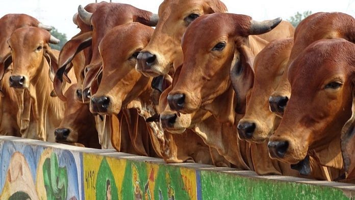 Representational image of Indian cows. | Photo: Pixabay