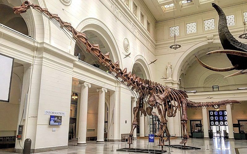 Representational image of a Titanosaur skeleton cast on display at the Field Museum of Natural History, Chicago via Wikimedia