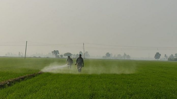 Farmers spraying chemicals to wheat crop in Sangrur, Punjab. | Photo: Urjita Bharadwaj/ThePrint