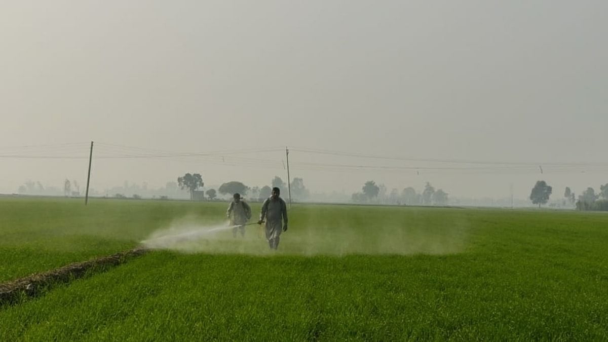 Govt procurement policy of wheat, rice aggravating water crisis — draft National Water Policy - ThePrint