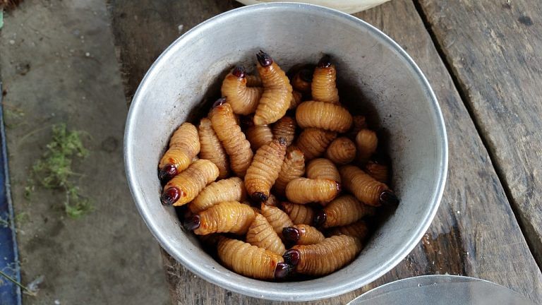 The new vegan pet food that can save the planet — maggots