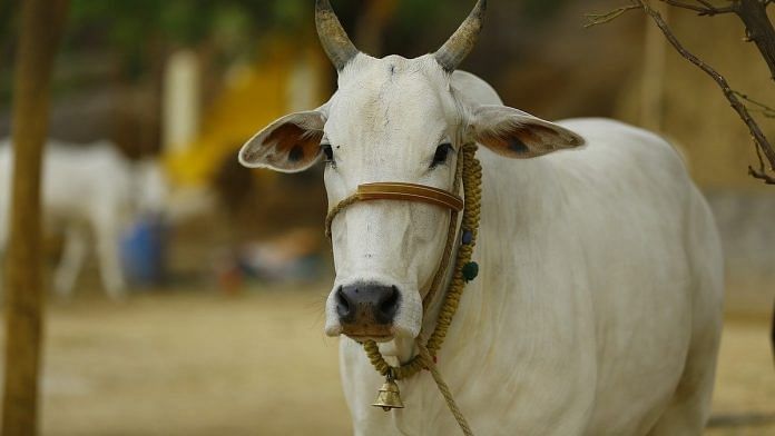 Representational image of an Indian cow. | Photo: Pixabay