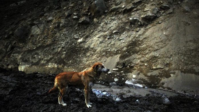 A dog looking for her lost puppies in Uttarakhand's Chamoli after the flash floods. | Photo: Suraj Singh Bisht/ThePrint