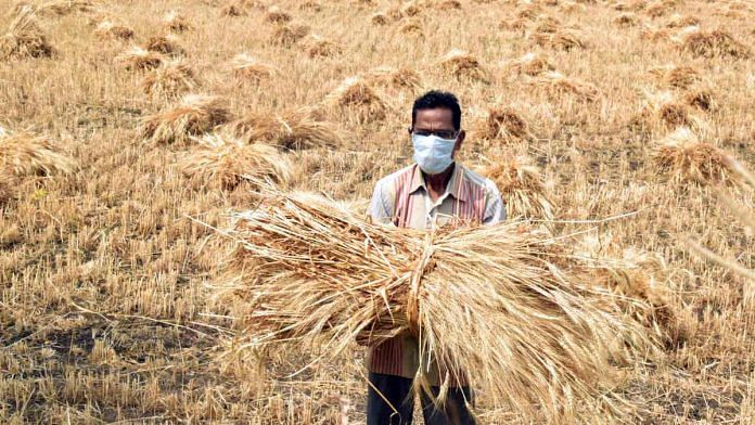 File image of a farmer in a wheat field in Madhya Pradesh during the lockdown | Photo: ANI