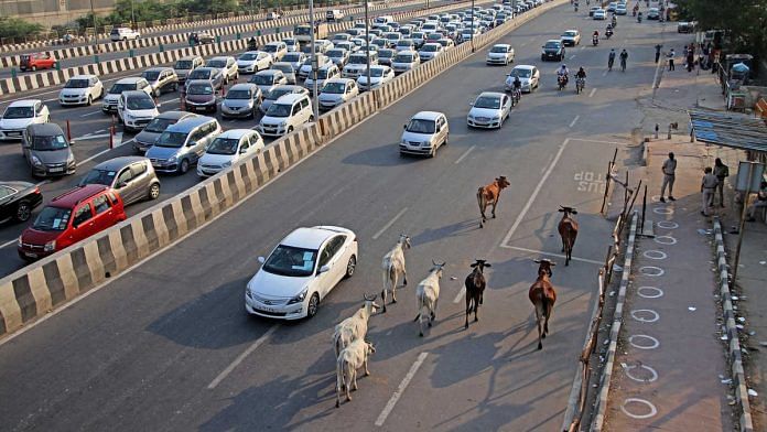 Stray cattle on the Delhi-Ghaziabad highway | Representational image: ANI