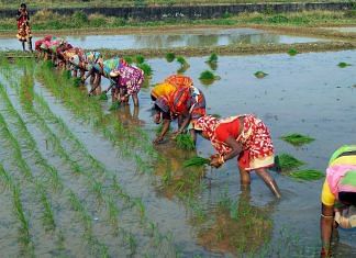 Representational image of women planting paddy in a field in Odisha | Photo: ANI