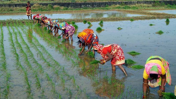 Representational image of women planting paddy in a field in Odisha | Photo: ANI