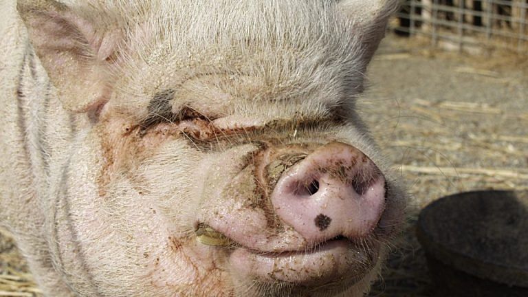 Pigs can play video games, scientists discover