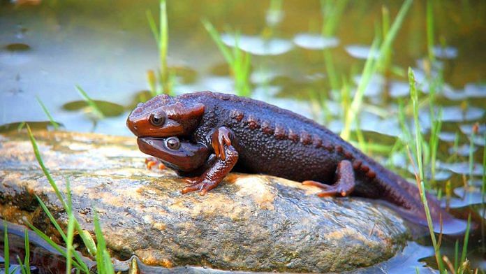 Himalayan salamanders, Tylototriton himalayanus, during their mating ritual | Credits: Vijay and Ajay Bedi