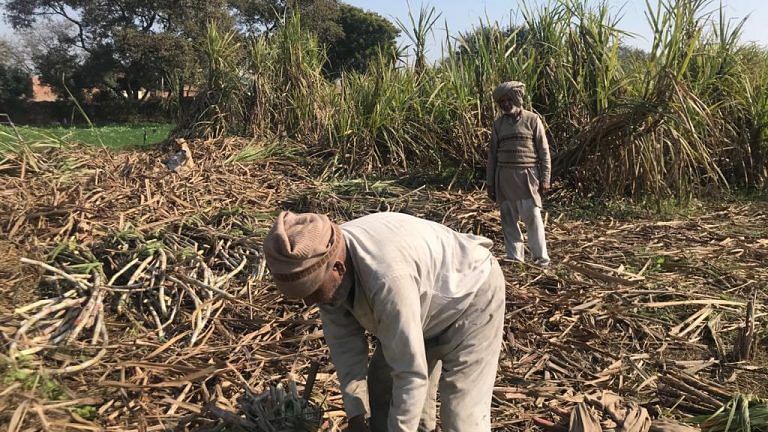 Modi govt hikes sugarcane price, eyes benefits in UP & Punjab elections