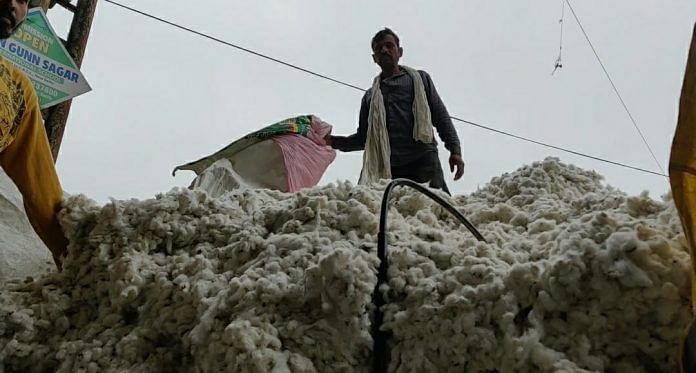 Cotton at the mandi in Sirsa district | By special arrangement