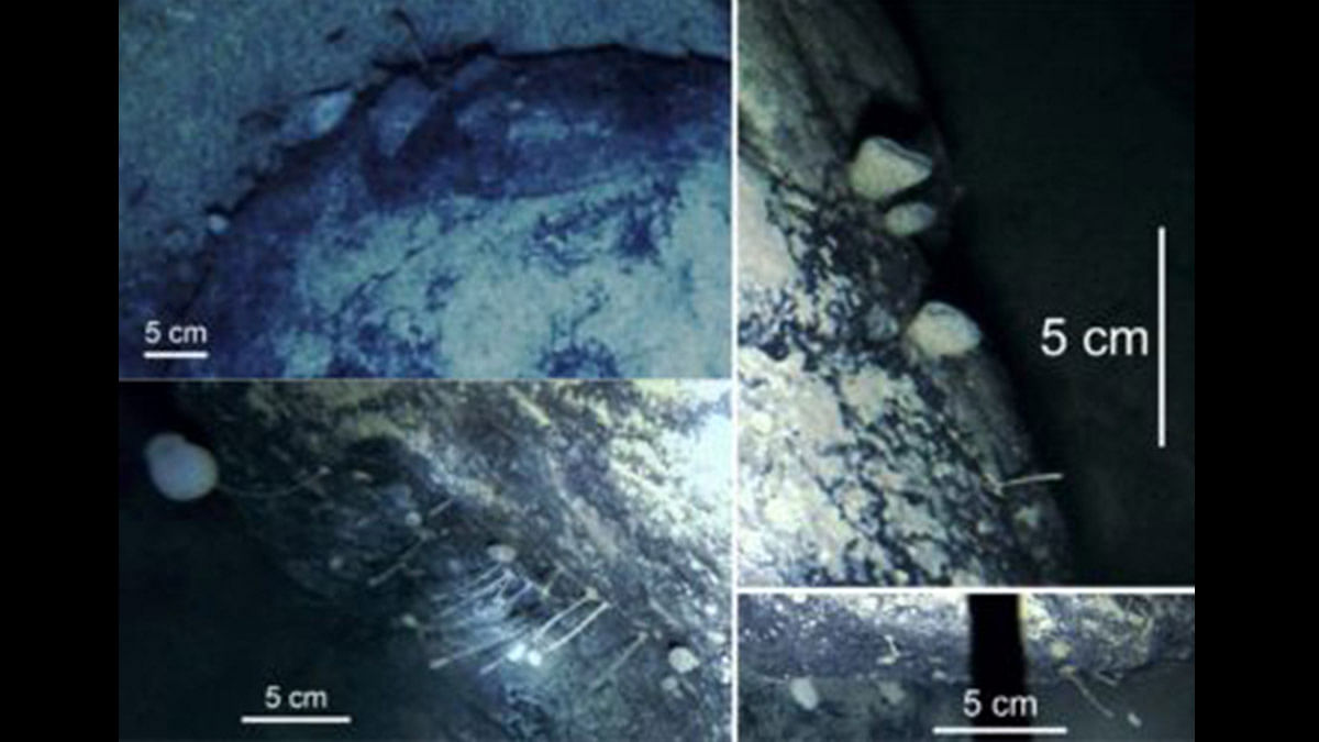Sponges and animals living under the Filchner-Ronne Ice Shelf | Credits: British Antarctic Survey