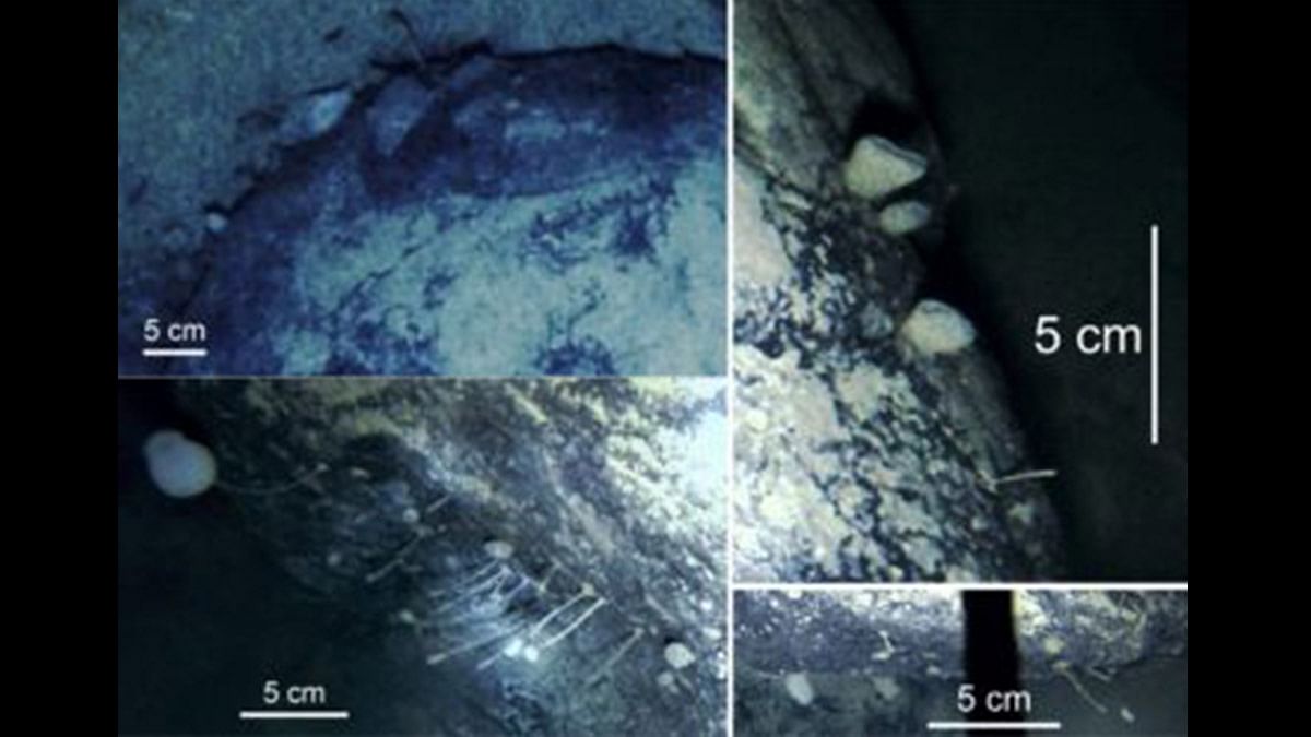 antarctica Sponges and animals living under the Filchner-Ronne Ice Shelf | Credits: British Antarctic Survey